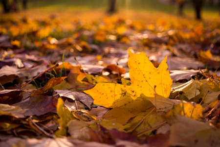 autumn leaves. Autumn leaves fallen on the ground. Fall leaf. high quality photoの写真素材