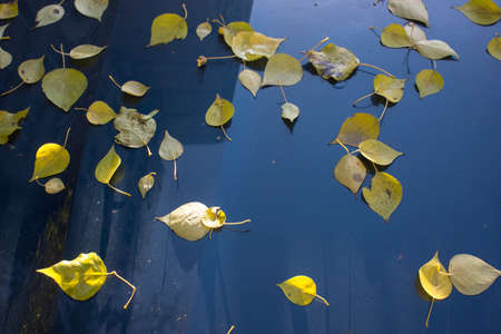 fallen yellow leaves on the asphalt in the rain. high quality photoの写真素材