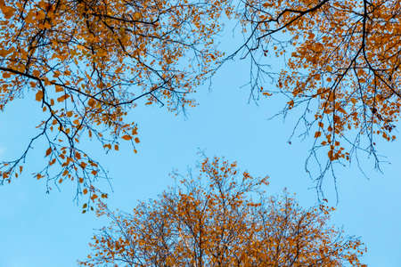 Autumn concept, birch forest. Beautiful natural bottom view of the trunks and tops of birches with...