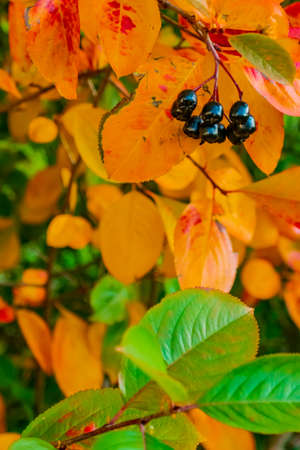 bright autumn background leaves and fruits of chokeberry Bush. high quality photoの写真素材