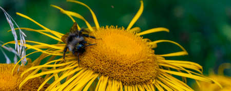 bumblebee collecting nectar from a beautiful flower. high quality photo