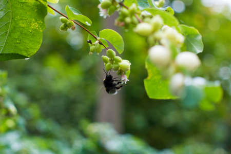 Bumblebee collects nectar after the rain on wet Bush a snowfield with berries and dropsの写真素材