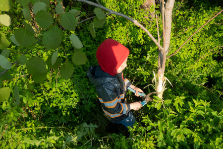 gardening: the boy removes the bark from the aspen tree, for further drying of the root. Technology...