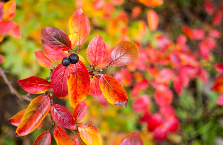 bright autumn background leaves and fruits of chokeberry Bush. high quality photoの写真素材