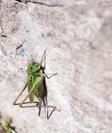 Grasshopper on a white wall blur background with copy spaceの写真素材
