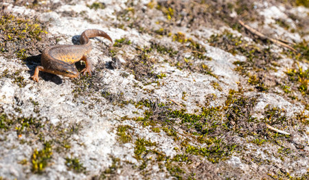 A beautiful brown lizard basks in the sun. Lies on a gray stone. high quality photoの写真素材