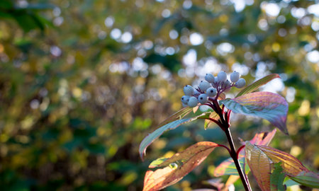 The beauty of the green of flowers, leaves, nature with the morning sun. high quality photoの写真素材