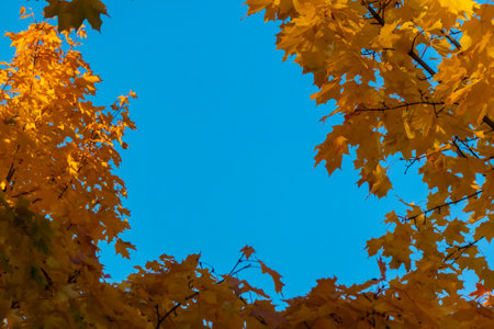 Autumn concept, birch forest. Beautiful natural bottom view of the trunks and tops of birches with...