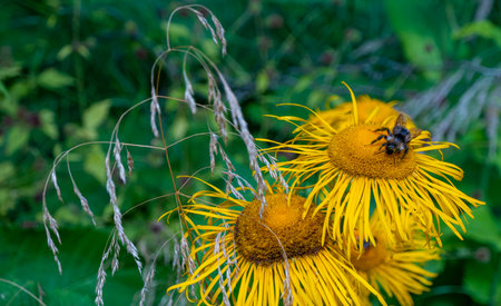 bumblebee collecting nectar from a beautiful flower. high quality photoの写真素材