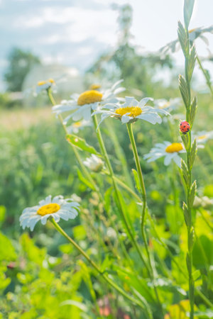 ladybug on chamomile flower close up, green natural blurred background. spring summer season. symbol of purity freshness nature, organic, ecological life. beautiful nature scene. copyspace. high quality photoの写真素材