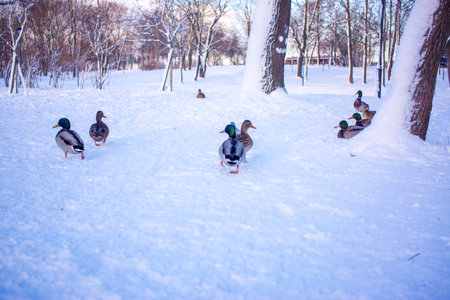 A group of ducks - common mallard - are landing on the lake during a sunny day in winter. The pond is partly frozen.の写真素材