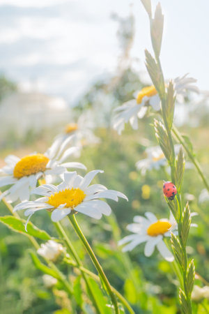 ladybug on chamomile flower close up, green natural blurred background. spring summer season. symbol...
