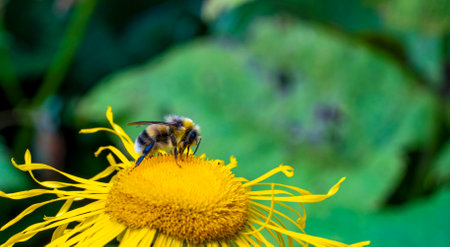 bumblebee collecting nectar from a beautiful flower. high quality photoの写真素材