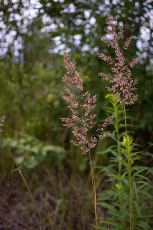 flowering ears of weeds. natural lawn in the bright sun. natural summer background with green grassの写真素材