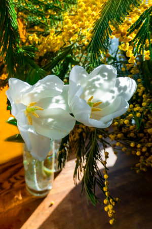 spring greeting card with flowers: white tulips and mimosa on a orange or yellow background. The concept of sunny spring, tenderness, femininity.の写真素材
