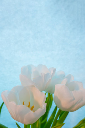spring greeting card with flowers: white tulips on a sky-blue background. The concept of spring, tenderness, femininity. copy spaceの写真素材