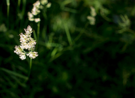 flowering ears of weeds. natural lawn in the bright sun. natural summer background with green grass