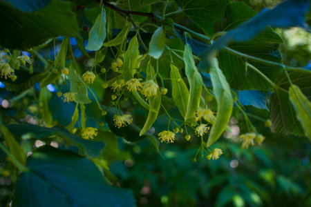 Close up of the clusters of blooming flowers of common life Tilia x europaea, also known as linden,...