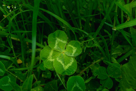 green clover leaves background with some parts in focus. four - leaf clover in the middle of the...