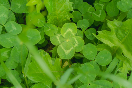green clover leaves background with some parts in focus. four - leaf clover in the middle of the...