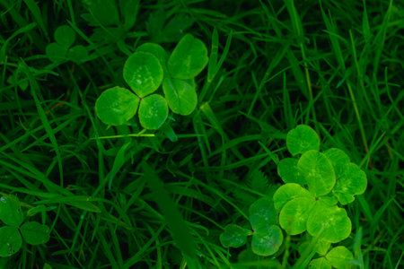 green clover leaves background with some parts in focus. four - leaf clover in the middle of the usual Shamrock . background concept for st. patricks day, luck, irish culture. High quality photoの写真素材