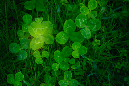 green clover leaves background with some parts in focus. four - leaf clover in the middle of the usual Shamrock . background concept for st. patricks day, luck, irish culture. High quality photoの写真素材