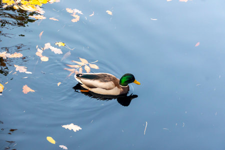 mallard ducks on a water in dark pond with floating autumn or fall leaves, top view. Beautiful fall nature . Autumn october season animal, landscape background. Vibrant red orange nature colors.の写真素材