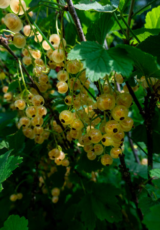 Brush of white currant berries and green leaves. White currant Ribes rubrum White grape Close up. macro. high quality photoの写真素材