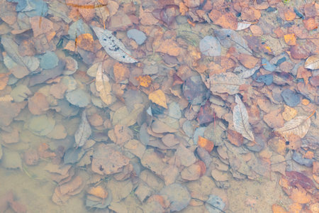 Colourful fall leaves in pond lake water, floating autumn leaf. Fall season leaves in rain puddle....