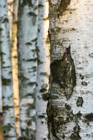 Birch forest. Birch Grove. White birch trunks. Autumn sunny forest. selective focus. High quality photoの写真素材