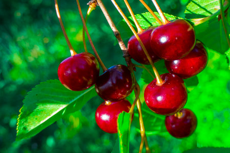 Closeup of Nature view of green leaves and cherry on blurred greenery background in forest. Leave...
