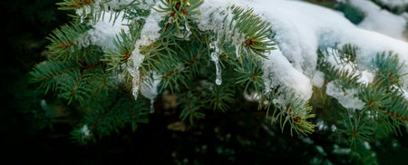 snow and frozen drops of water on the needles of spruce branches. The concept of spring, thaw. green postcard with a macro view of natureの写真素材