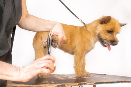 groomer combing wool of spitz in salon, grooming master cuts and shaves, cares for a dog in professional salon for pets. clipping claws High quality photoの写真素材