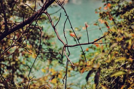 natureのeditorial素材