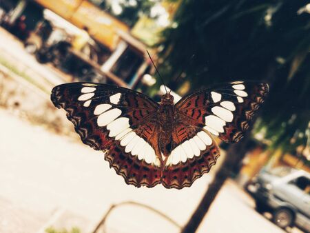 butterflyのeditorial素材