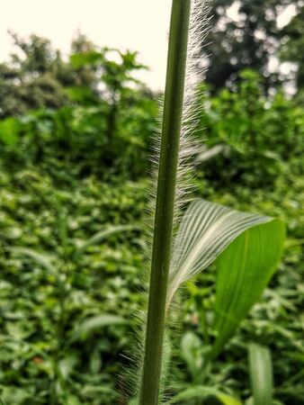 green grassのeditorial素材