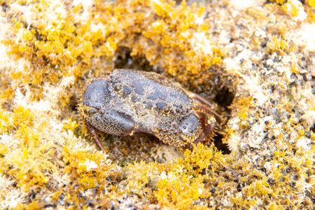 Crab on the beach, Close up crab at the beach. macro photographyの写真素材