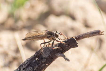 Insect on a stick in the desert. Close up. macro photography