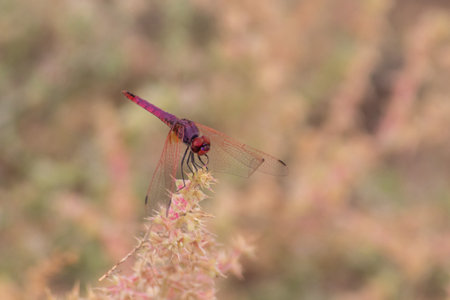 Red dragonfly on a flower in the wild, closeup of photo. macro photography