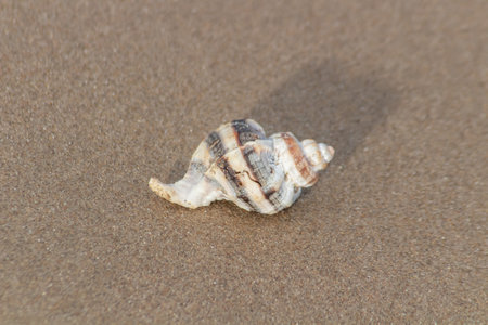 Seashell on the beach. Selective focus. macro photography