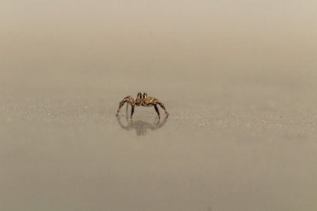 Jumping spider on ground background in nature or in the garden. macro photographyの写真素材