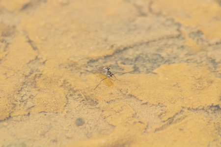 Two flies make love on the ground in the wild, close-up of the photoの写真素材