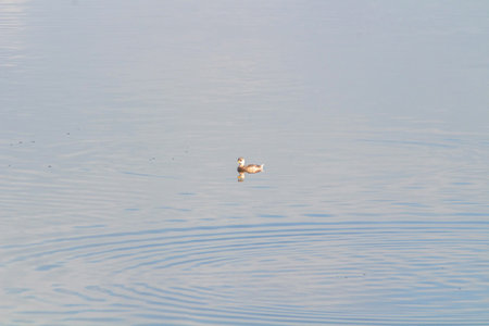 Great crested grebe spotted among the reeds