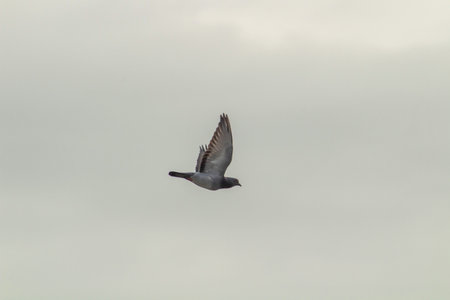 Pigeon flying in the sky