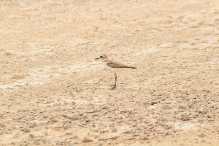 Little Ringed Plover on the Ground