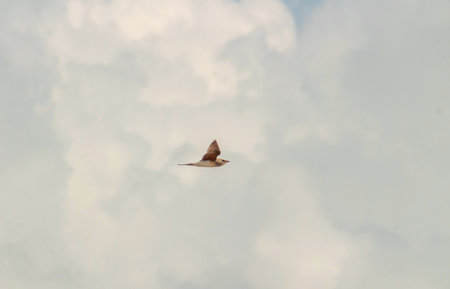 Graceful Flight of the Collared Pratincole Across the Skyの写真素材