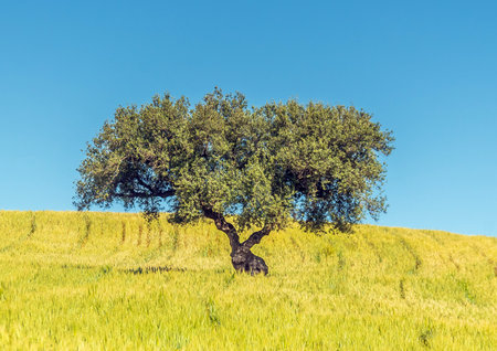 A Beautiful Tree in a Field of Yellow in Testour, Beja, Tunisiaの写真素材
