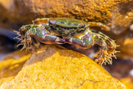 True Crabs: Fascinating Facts About These Aquatic Animalsの写真素材