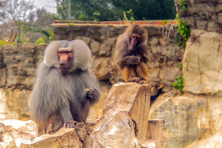 Majestic Baboon Hamadryas in Captivity. Wild Monkeys at the Zooの写真素材