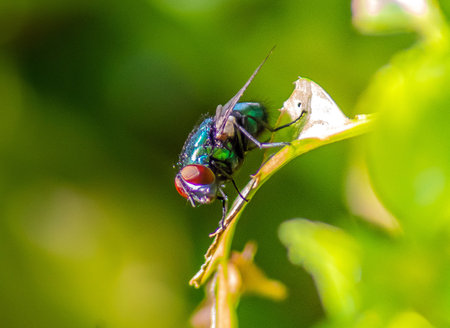Common Green Bottle Fly on a Green Leaf. Macro Photography